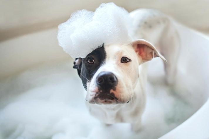 Dish soap as a dog shampoo bath