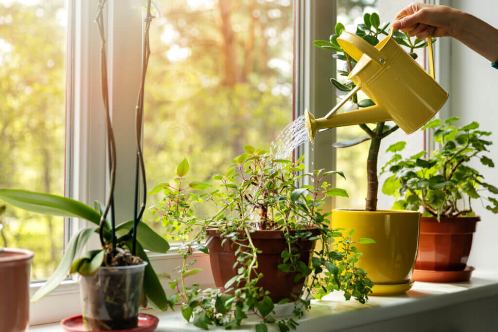 What Does Hard Water Do to House Plants?